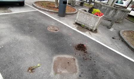 Rože so večkrat izruvane iz cvetličnih korit in odvržene na tla